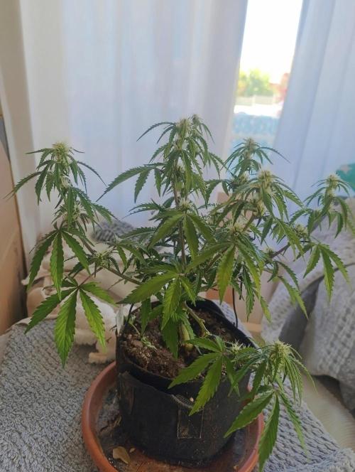Z-up - Fastbuds. Week 7