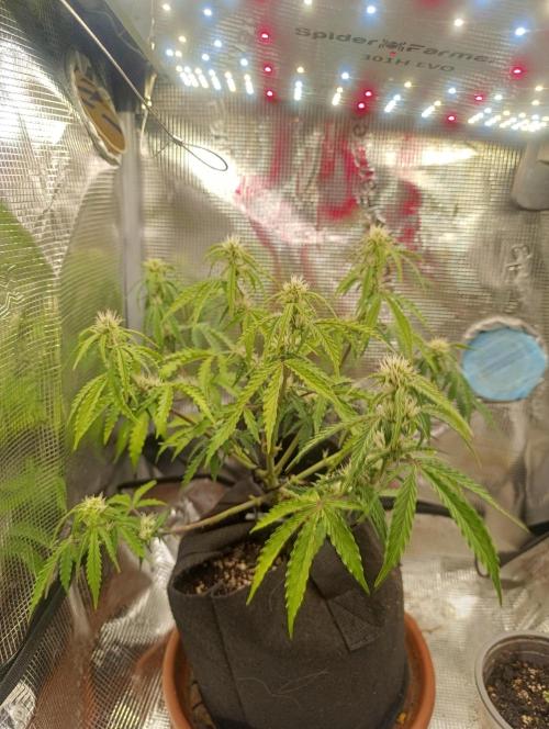 Z-up - Fastbuds. Week 7