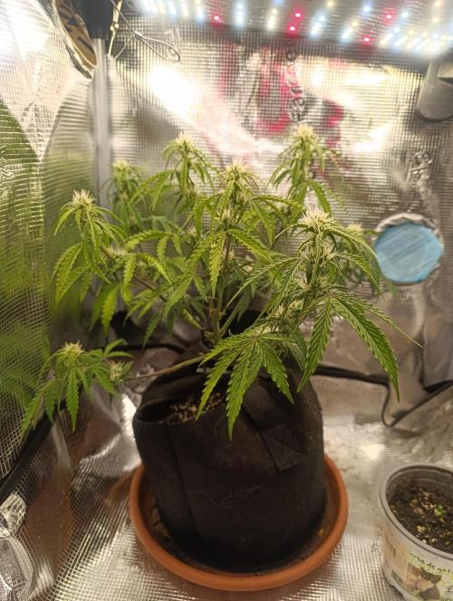 Z-Up Auto. Week 7