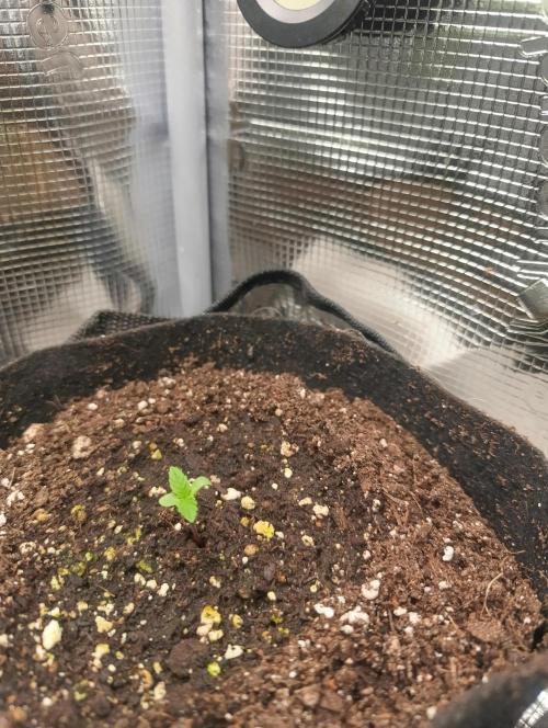 Watermelon. Week 0