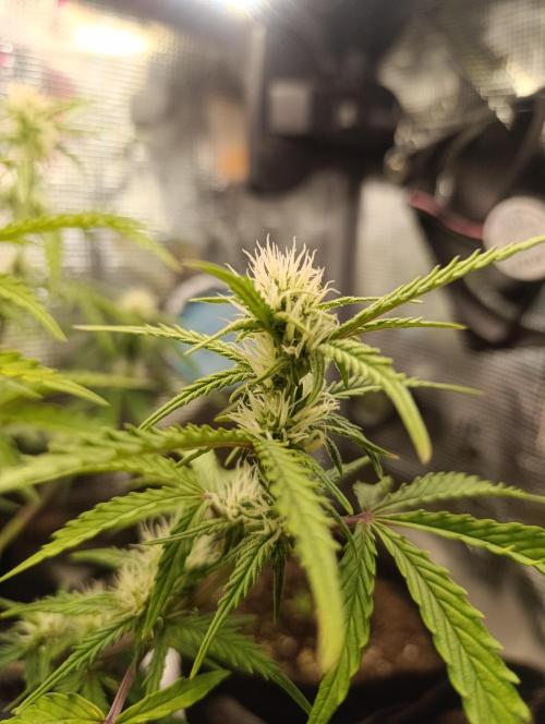 Z-Up Auto. Week 7