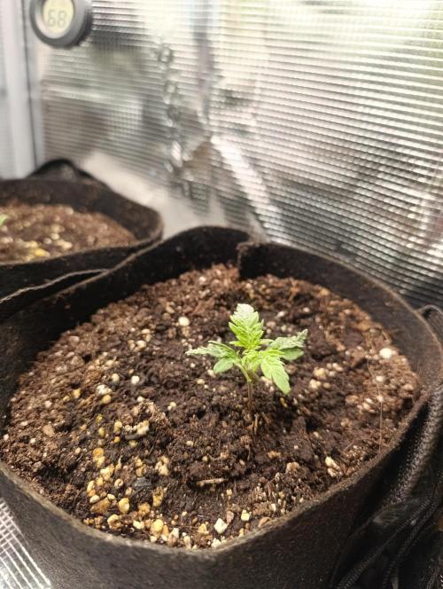 Frosty Auto Freak, Khalifa Genetics. Week 3