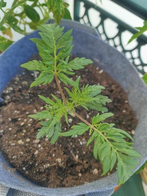 Frosty Auto Freak, Khalifa Genetics. Week 3