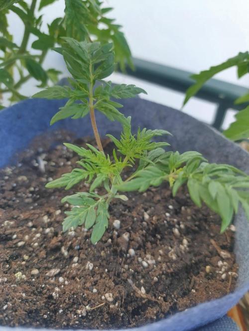 Frosty Auto Freak, Khalifa Genetics. Week 3