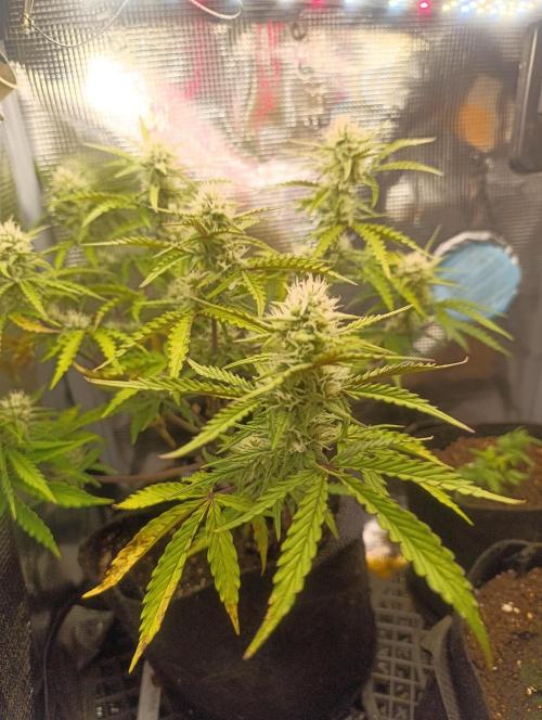 Z-up - Fastbuds. Week 8