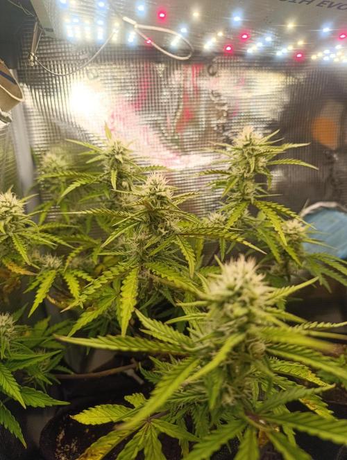 Z-up - Fastbuds. Week 8