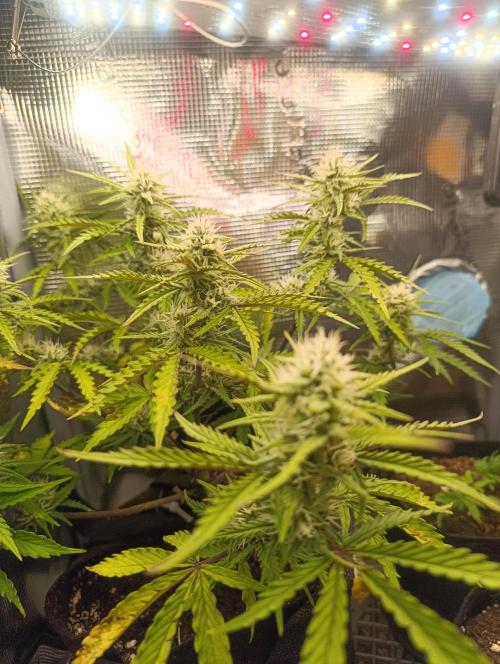 Z-up - Fastbuds. Week 8
