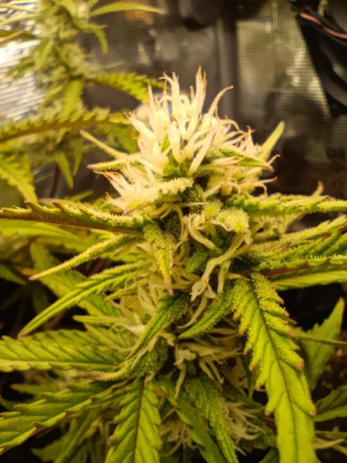 Z-up - Fastbuds. Week 8