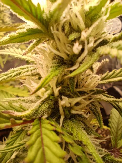 Z-Up Auto. Week 8