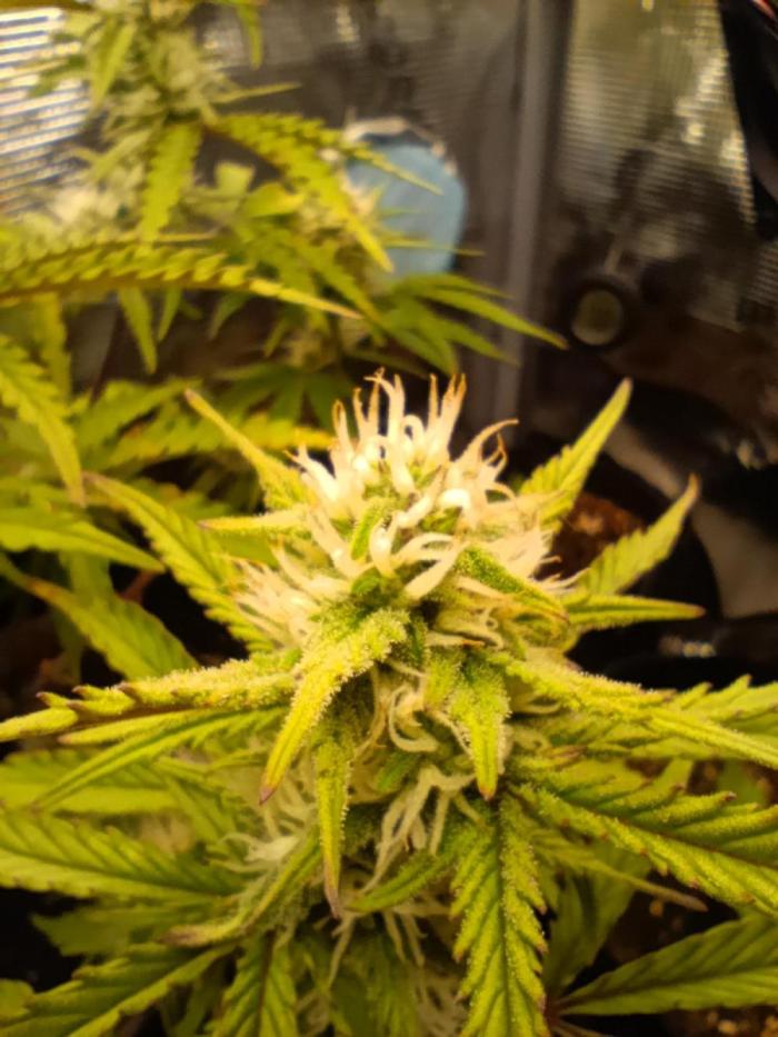 Z-up - Fastbuds. Week 9