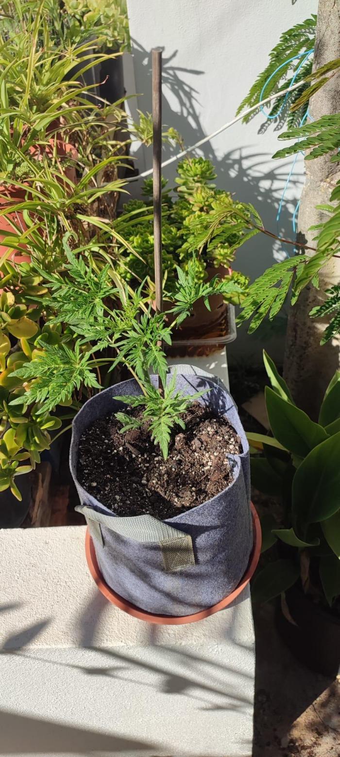 Frosty Auto Freak, Khalifa Genetics. Week 5 - Outdoor plant. She is happier outside, indoor plant is much more smaller. 