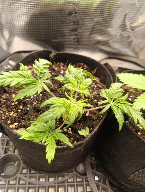 Frosty Auto Freak, Khalifa Genetics. Week 6