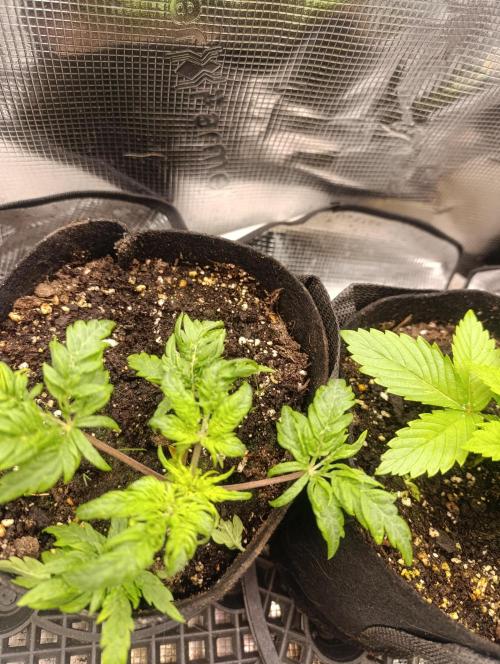 Frosty Auto Freak, Khalifa Genetics. Week 6
