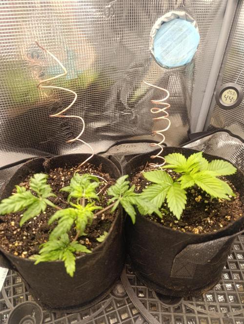 Frosty Auto Freak, Khalifa Genetics. Week 6 - Let's pray to electroculture God. 😁😁😁😁 