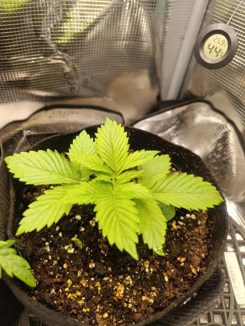 Watermelon - Royal Queen Seeds. Week 3