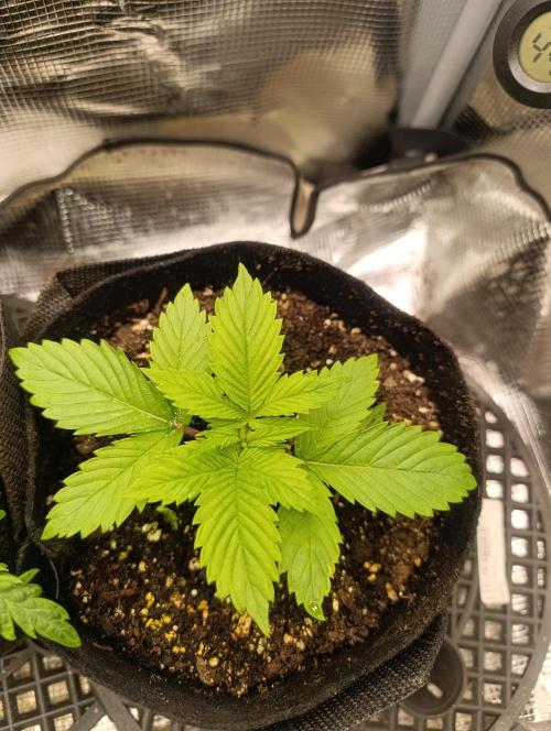 Watermelon - Royal Queen Seeds. Week 3