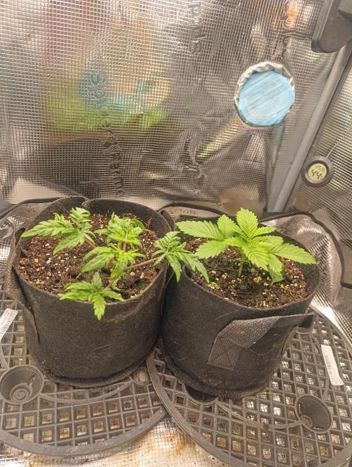 Watermelon - Royal Queen Seeds. Week 3
