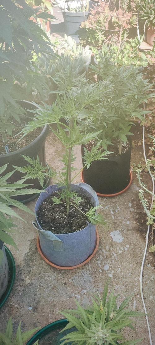 Frosty Auto Freak, Khalifa Genetics. Week 7 - Outside plant now in Mach 1 speed. 🚀😂😂 