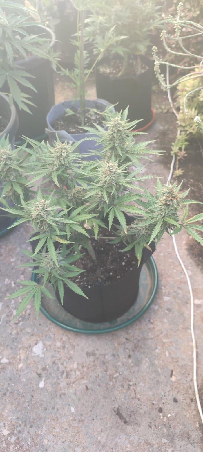 Z-up - Fastbuds. Week 10
