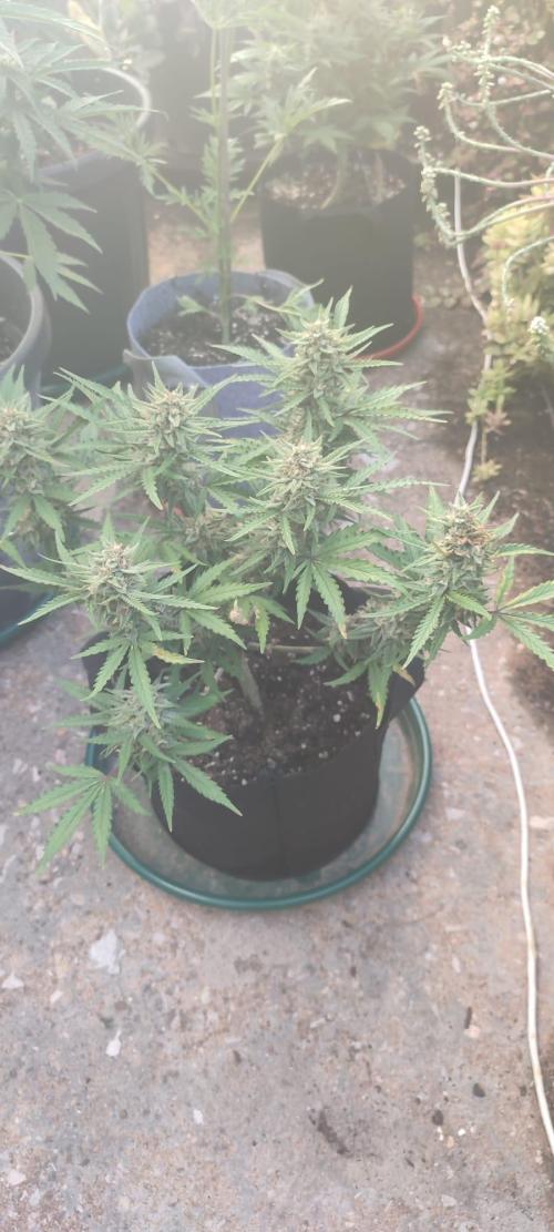 Z-Up Auto. Week 10