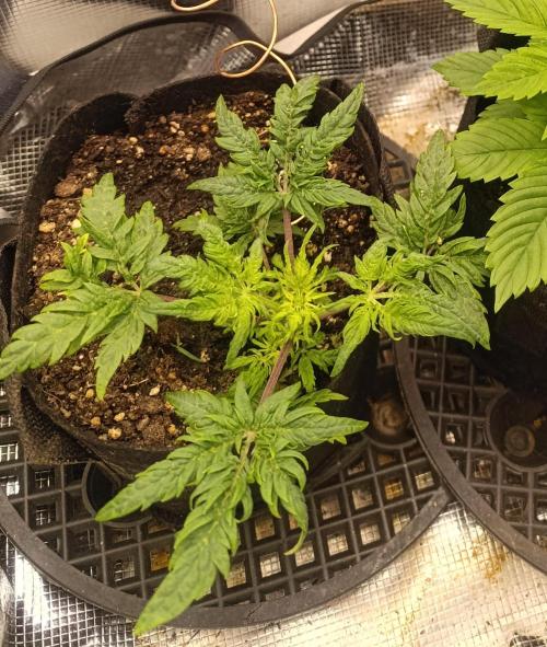Frosty Auto Freak, Khalifa Genetics. Week 7 - Indoor plant looks very healthy. But much more smaller... 