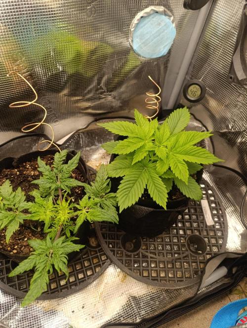Frosty Auto Freak, Khalifa Genetics. Week 7 - Freak vs Watermelon RQS