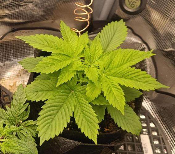 Watermelon - Royal Queen Seeds. Week 4