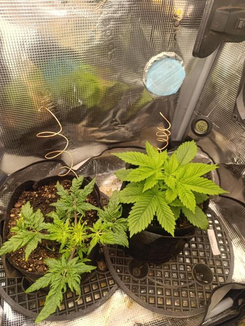 Watermelon - Royal Queen Seeds. Week 4