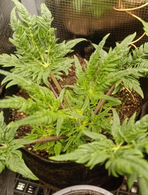 Frosty Auto Freak, Khalifa Genetics. Week 8