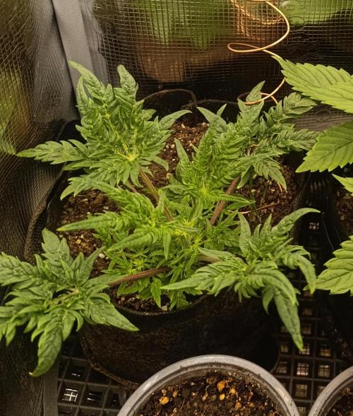 Frosty Auto Freak, Khalifa Genetics. Week 8