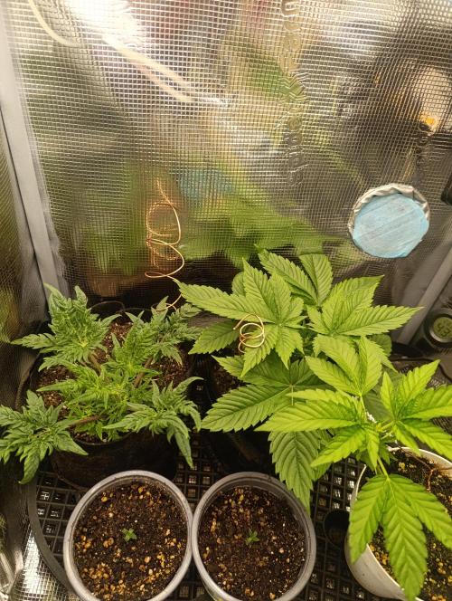 Frosty Auto Freak, Khalifa Genetics. Week 8