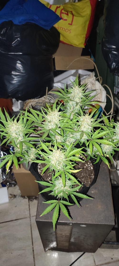 Z-up - Fastbuds. Week 11