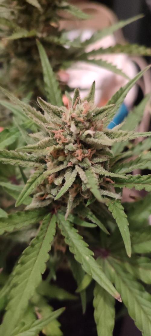 Z-up - Fastbuds. Week 11