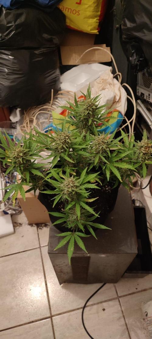 Z-Up Auto. Week 11