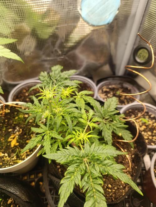 Frosty Auto Freak, Khalifa Genetics. Week 8