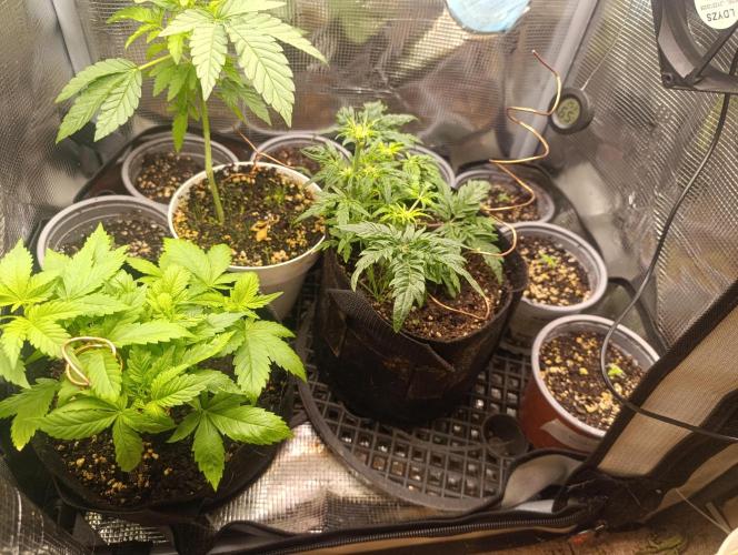 Frosty Auto Freak, Khalifa Genetics. Week 9