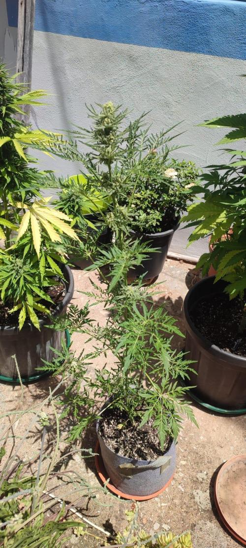 Grow Tent 3x3x6 (90cm x 90cm x 180cm). Week 10