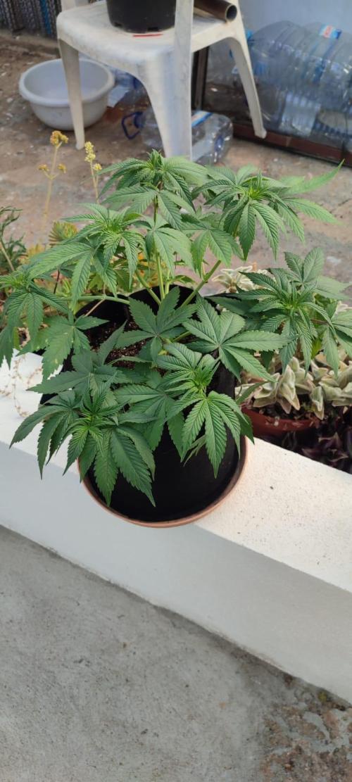 Watermelon - Royal Queen Seeds. Week 6