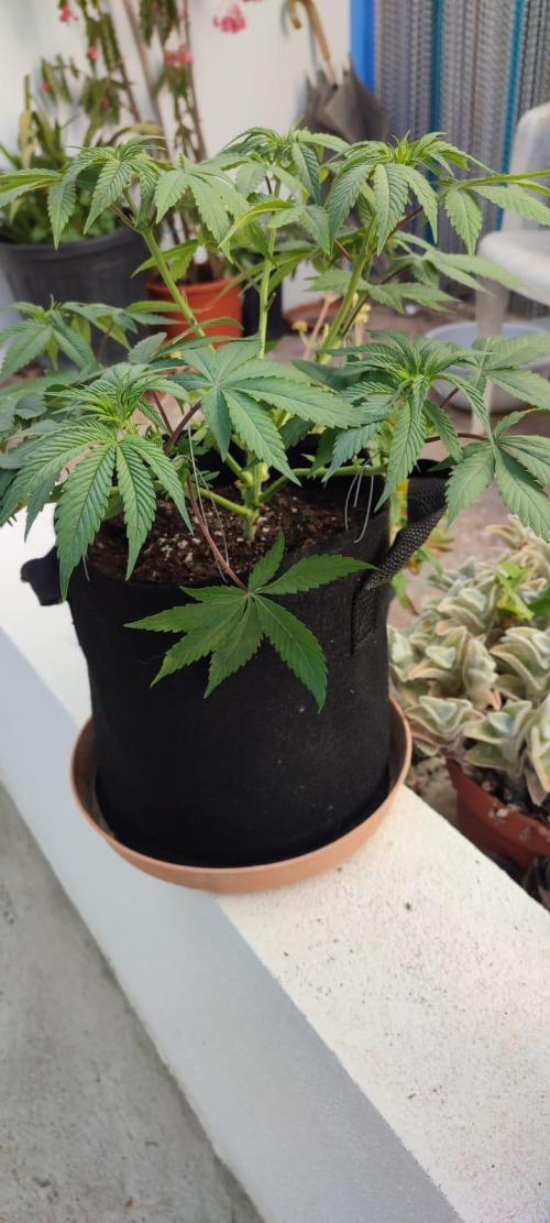 Watermelon. Week 6