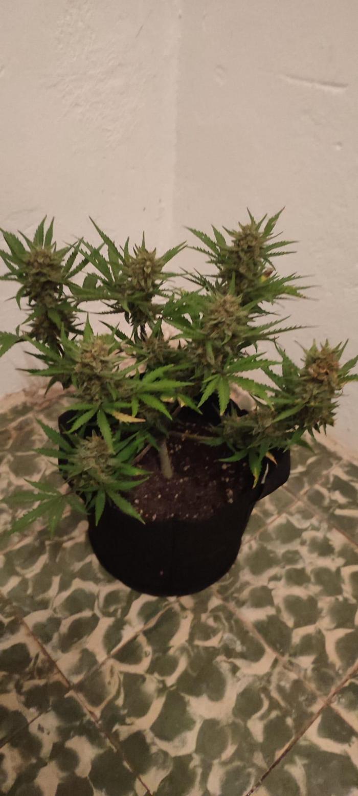 Z-up - Fastbuds. Week 12