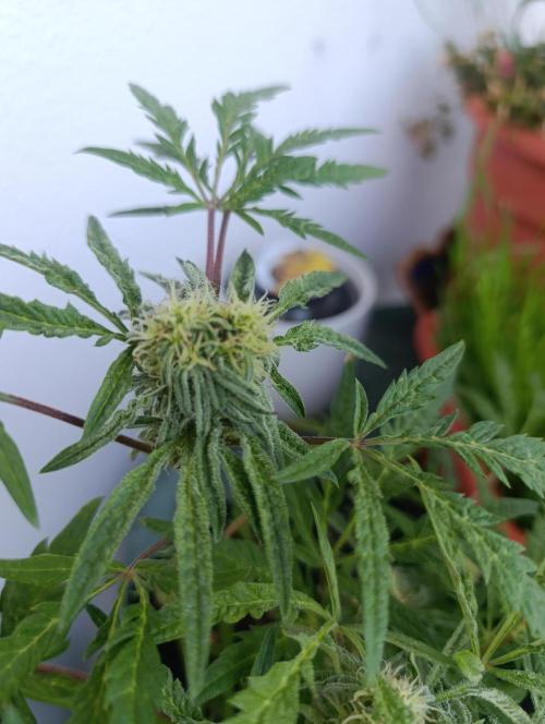 Frosty Auto Freak, Khalifa Genetics. Week 10
