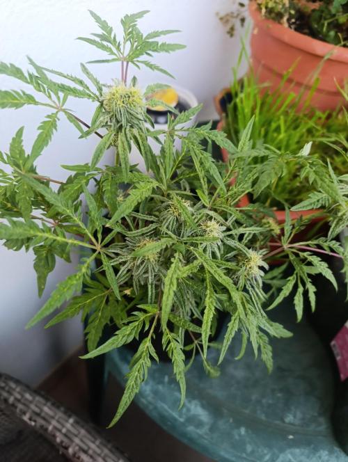 Frosty Auto Freak, Khalifa Genetics. Week 10