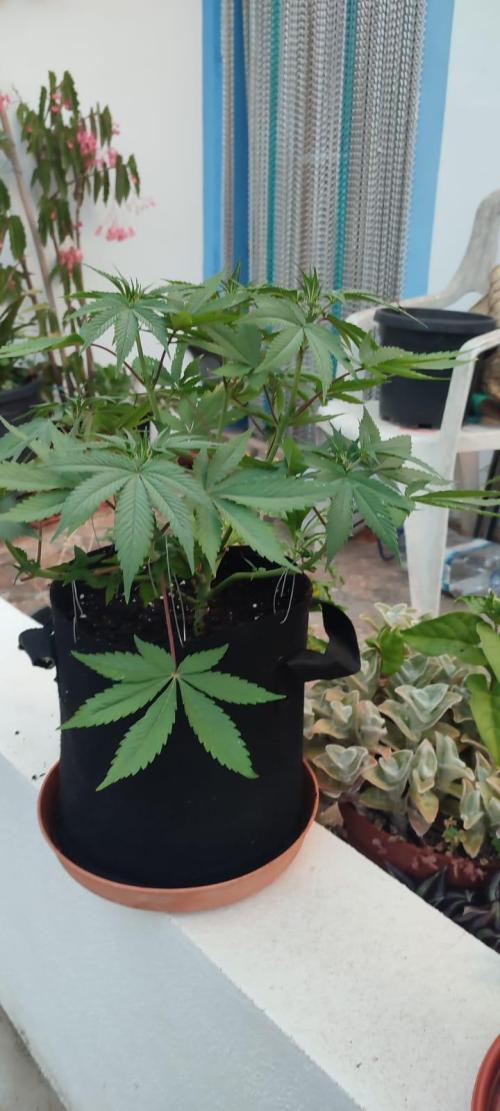 Watermelon. Week 7