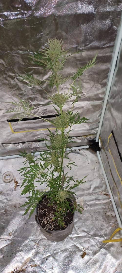Frosty Auto Freak, Khalifa Genetics. Week 12