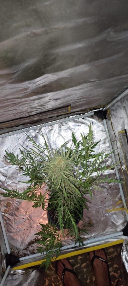 Frosty Auto Freak, Khalifa Genetics. Week 12