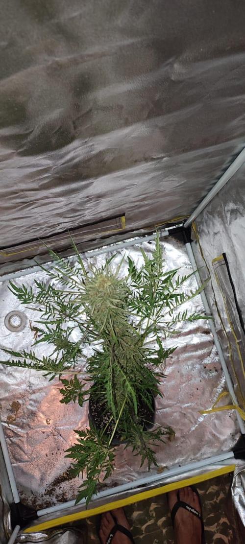 Frosty Auto Freak, Khalifa Genetics. Week 12
