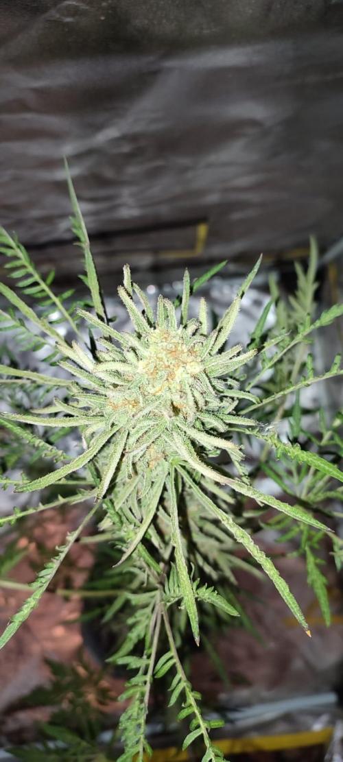 Frosty Auto Freak, Khalifa Genetics. Week 12