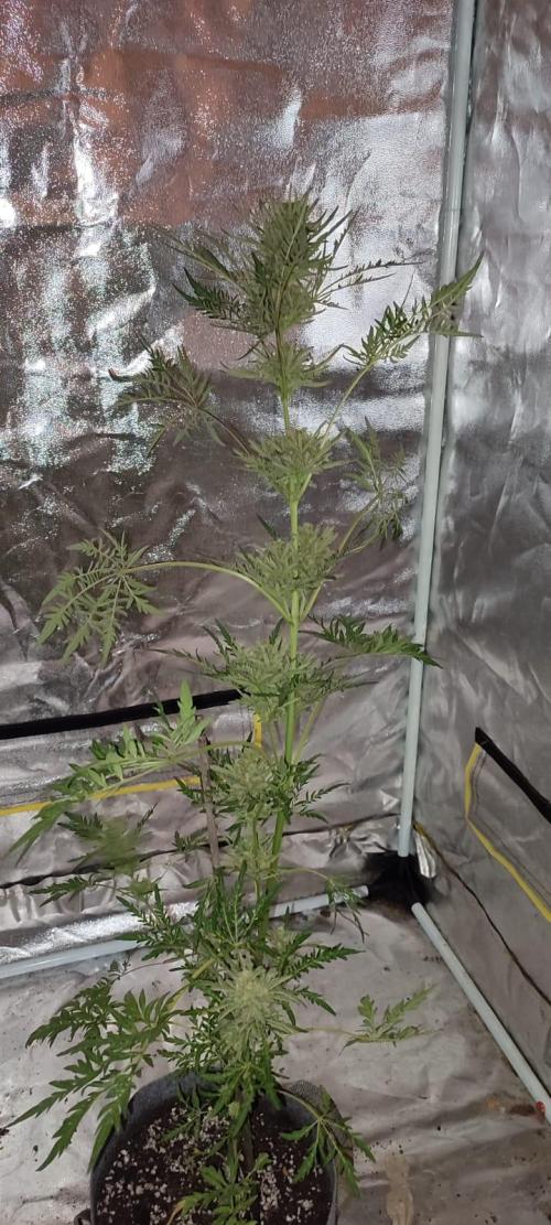 Frosty Auto Freak, Khalifa Genetics. Week 12