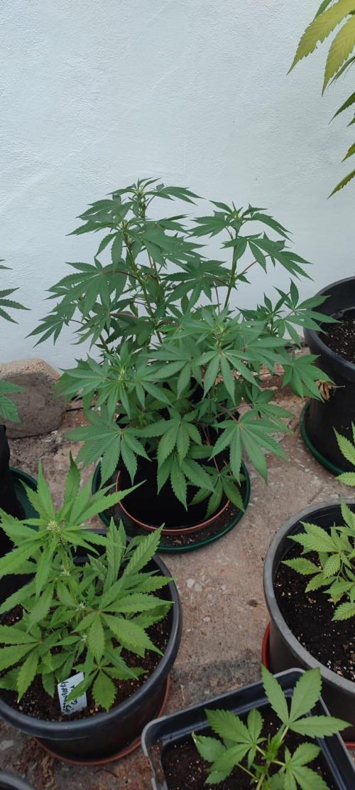 Watermelon. Week 9