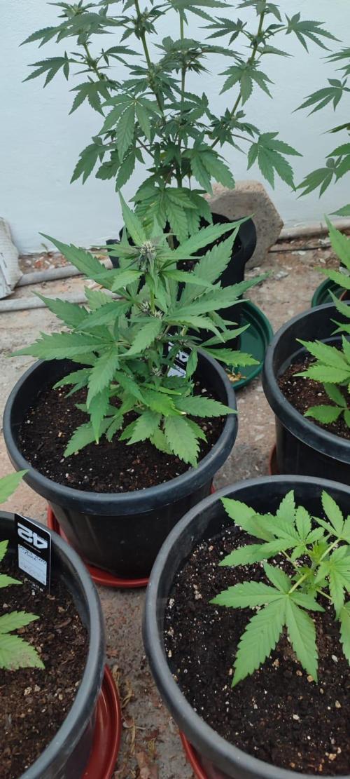 Purple Lemonade and Banana Purple punch. Week 4
